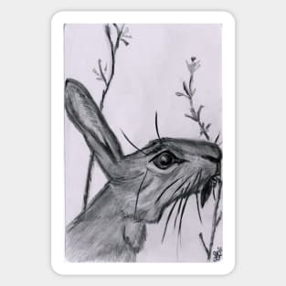 Jack Rabbit Sticker